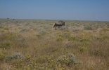 Национальный парк, Намиб, Науклуфт, Соссусфлей, сесрием,дедфлей,тсохаб,дюны,намибия,
