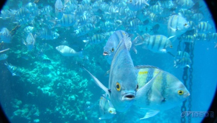Красное море. Египет