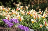 остров Ванкувер, сады бутчардов, бутчарт гарден, butchart garden, британская колумбия, канада, виктория