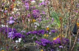 остров Ванкувер, сады бутчардов, бутчарт гарден, butchart garden, британская колумбия, канада, виктория