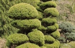 остров Ванкувер, сады бутчардов, бутчарт гарден, butchart garden, британская колумбия, канада, виктория