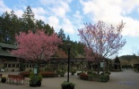 остров Ванкувер, сады бутчардов, бутчарт гарден, butchart garden, британская колумбия, канада, виктория