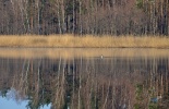 граница, белоруссия, латвия, пересечение, отель, мердзабаки, merdzabaki, лиластер, lilaster, коттедж, майское путешествие