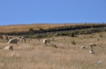 dunedin, данедин, новая зеландия, замок ларнак, дорога, Larnach Castle, болдуин стрит, крутой спуск, замок