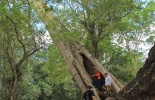 Камбоджа,ангор ват, Та Прум, Ta Prohm, Та Прухм, лара крофт, гробница, королевский монастырь, Angkor, храм байон, тропические деревья, джунгли