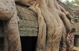 Камбоджа,ангор ват, Та Прум, Ta Prohm, Та Прухм, лара крофт, гробница, королевский монастырь, Angkor, храм байон, тропические деревья, джунгли