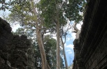 Камбоджа,ангор ват, Та Прум, Ta Prohm, Та Прухм, лара крофт, гробница, королевский монастырь, Angkor, храм байон, тропические деревья, джунгли