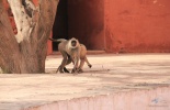 Джайпур, Jaipur,крепость-дворец Амбер, амбер,Дворец Ветров, Хава Махал, Галатджи,пушка