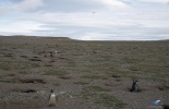 Пингвины, остров Магдалена, чили, магеллановы пингвины, чайки, остров святой марты, морские львы, пунта-аренас, шоппинг