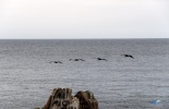 Винья-дель-Мар, Vina del Mar, Океаник, Oceanic, Чили, шоппинг, тихий океан, отдых, Вальпараисо, аренда машины, сантьяго