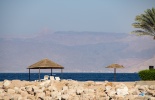 иордания,акаба,тала бей,aqaba,отдых,отзывы,рэдиссон,radisson,отель,семейный отдых