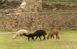 Ольянтамбо,Ollantaytambo,Ольянте,билеты,крепость,морай,марас,копи,путь,урумамба,путь на мачу пикчу,путешествие,экспедиция,строительство инков,Агуас Кальенте, Aguas Caliente