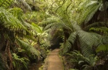 тасмания,остров,австралия,пещера,червяки светящиеся,тасманийцы,национальный парк,заповедник,100 метровые эвкалипты, путешествие