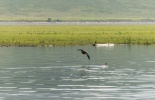 красноярское море,посёлок предков,хакасия,петроглифы,писаница,этника,абакан, Оглахты