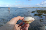 экскурсии, острова, Беноа, индонезия, морские звезды, отливы, балийца, путешествие, отдых